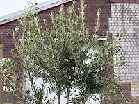Olijfboom andalucia l - olea europaea - ca. 50 jaar oud - hoogte ca. 250 cm - afbeelding 7 van  7