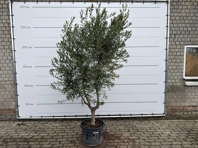 Olijfboom andalucia l - olea europaea - ca. 50 jaar oud - hoogte ca. 250 cm - afbeelding 1 van  7