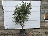 Olijfboom andalucia l - olea europaea - ca. 50 jaar oud - hoogte ca. 250 cm - afbeelding 1 van  7