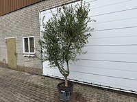 Olijfboom andalucia l - olea europaea - ca. 50 jaar oud - hoogte ca. 250 cm - afbeelding 2 van  7