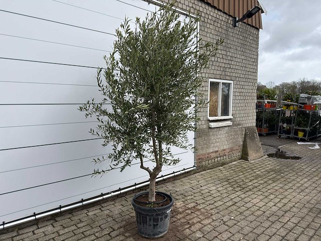 Olijfboom andalucia l - olea europaea - ca. 50 jaar oud - hoogte ca. 250 cm - afbeelding 3 van  7