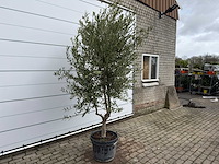 Olijfboom andalucia l - olea europaea - ca. 50 jaar oud - hoogte ca. 250 cm - afbeelding 3 van  7