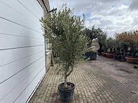 Olijfboom andalucia l - olea europaea - ca. 50 jaar oud - hoogte ca. 250 cm - afbeelding 4 van  7