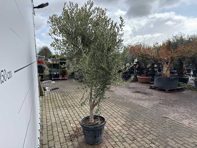 Olijfboom andalucia l - olea europaea - ca. 50 jaar oud - hoogte ca. 250 cm - afbeelding 5 van  7