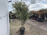 Olijfboom andalucia l - olea europaea - ca. 50 jaar oud - hoogte ca. 250 cm - afbeelding 5 van  7