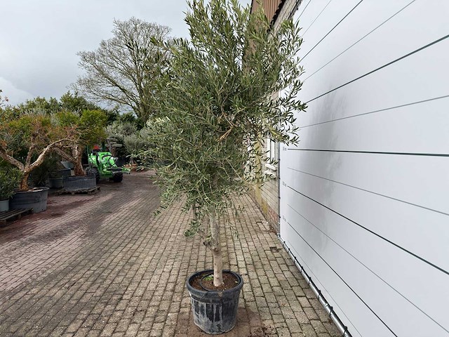 Olijfboom andalucia l - olea europaea - ca. 50 jaar oud - hoogte ca. 250 cm - afbeelding 6 van  7