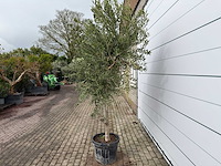 Olijfboom andalucia l - olea europaea - ca. 50 jaar oud - hoogte ca. 250 cm - afbeelding 6 van  7