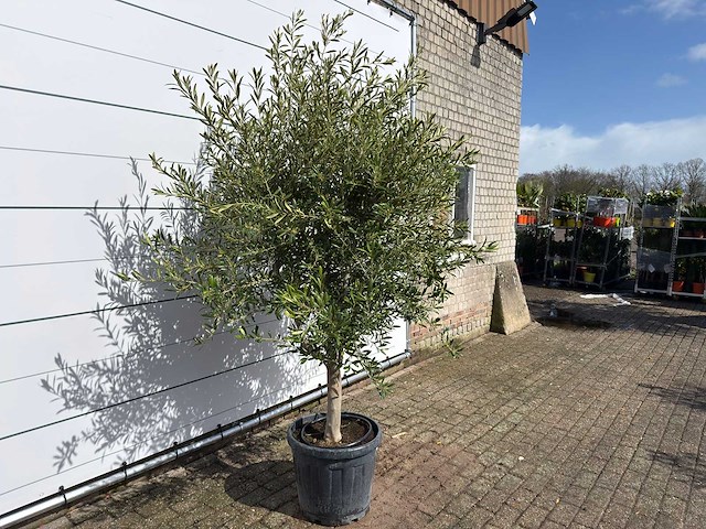 Olijfboom andalucia l - olea europaea - ca. 50 jaar oud - hoogte ca. 250 cm - afbeelding 3 van  8