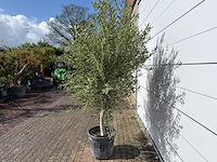 Olijfboom andalucia l - olea europaea - ca. 50 jaar oud - hoogte ca. 250 cm - afbeelding 5 van  8