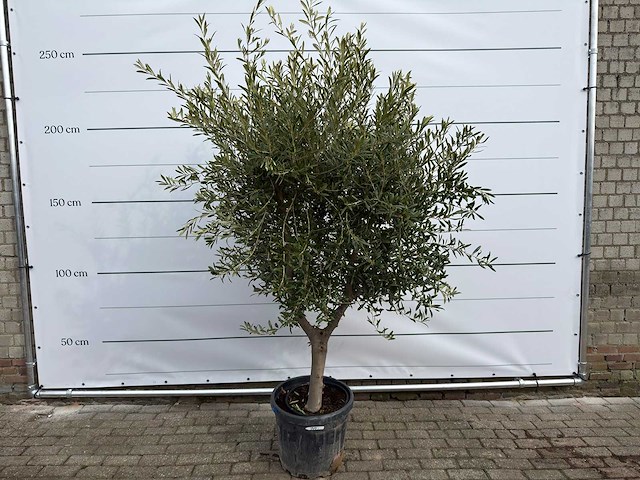 Olijfboom andalucia l - olea europaea - ca. 50 jaar oud - hoogte ca. 250 cm - afbeelding 1 van  7