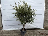 Olijfboom andalucia l - olea europaea - ca. 50 jaar oud - hoogte ca. 250 cm - afbeelding 1 van  7