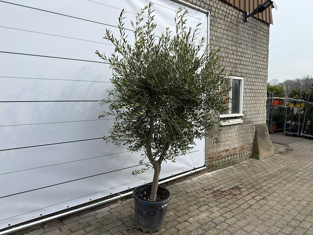 Olijfboom andalucia l - olea europaea - ca. 50 jaar oud - hoogte ca. 250 cm - afbeelding 2 van  7