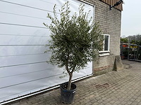 Olijfboom andalucia l - olea europaea - ca. 50 jaar oud - hoogte ca. 250 cm - afbeelding 2 van  7