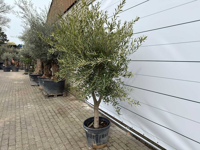 Olijfboom andalucia l - olea europaea - ca. 50 jaar oud - hoogte ca. 250 cm - afbeelding 3 van  7