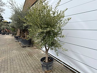 Olijfboom andalucia l - olea europaea - ca. 50 jaar oud - hoogte ca. 250 cm - afbeelding 3 van  7