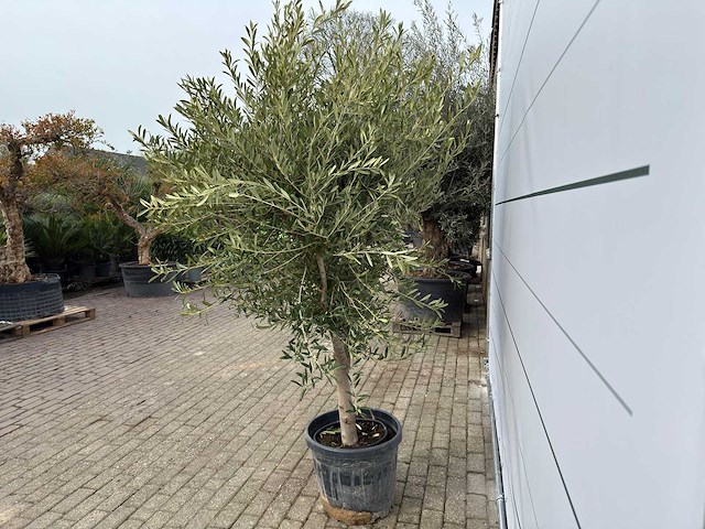 Olijfboom andalucia l - olea europaea - ca. 50 jaar oud - hoogte ca. 250 cm - afbeelding 4 van  7