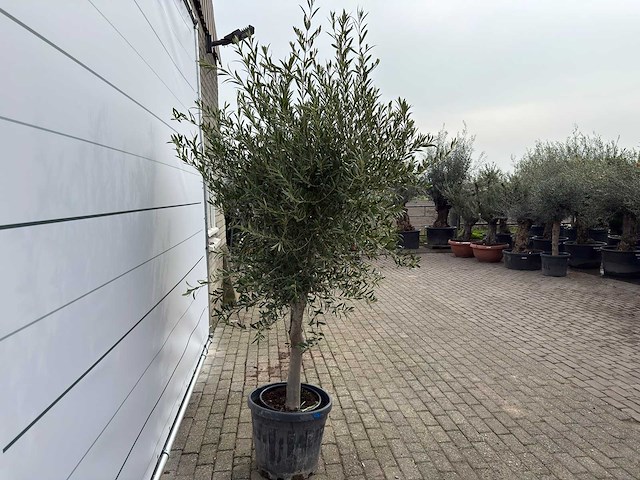 Olijfboom andalucia l - olea europaea - ca. 50 jaar oud - hoogte ca. 250 cm - afbeelding 5 van  7