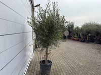 Olijfboom andalucia l - olea europaea - ca. 50 jaar oud - hoogte ca. 250 cm - afbeelding 5 van  7