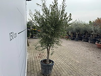 Olijfboom andalucia l - olea europaea - ca. 50 jaar oud - hoogte ca. 250 cm - afbeelding 6 van  7