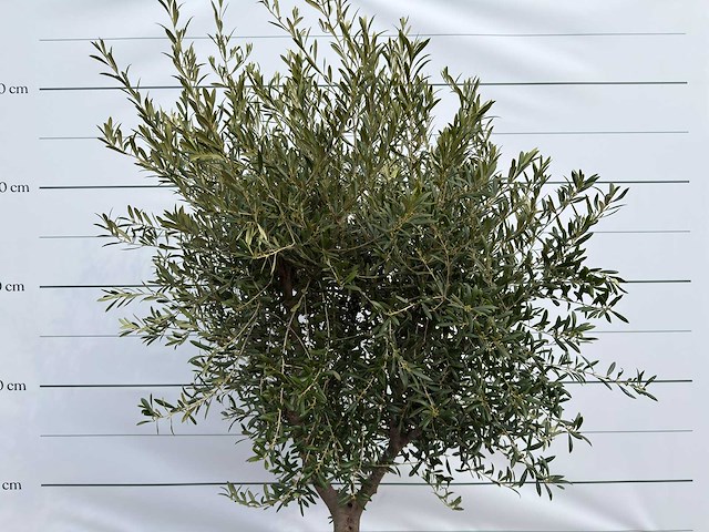 Olijfboom andalucia l - olea europaea - ca. 50 jaar oud - hoogte ca. 250 cm - afbeelding 7 van  7