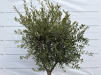 Olijfboom andalucia l - olea europaea - ca. 50 jaar oud - hoogte ca. 250 cm - afbeelding 7 van  7