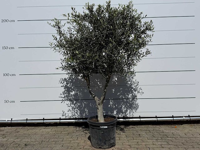 Olijfboom andalucia l - olea europaea - ca. 50 jaar oud - hoogte ca. 250 cm - afbeelding 1 van  7