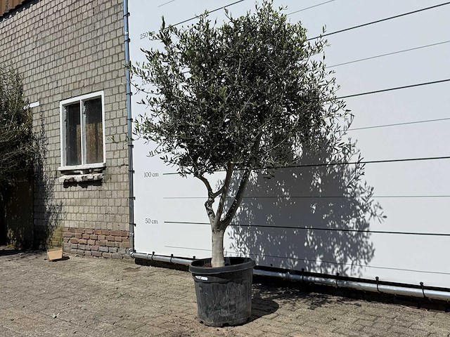 Olijfboom andalucia l - olea europaea - ca. 50 jaar oud - hoogte ca. 250 cm - afbeelding 2 van  7