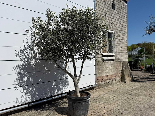 Olijfboom andalucia l - olea europaea - ca. 50 jaar oud - hoogte ca. 250 cm - afbeelding 4 van  7