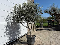 Olijfboom andalucia l - olea europaea - ca. 50 jaar oud - hoogte ca. 250 cm - afbeelding 5 van  7