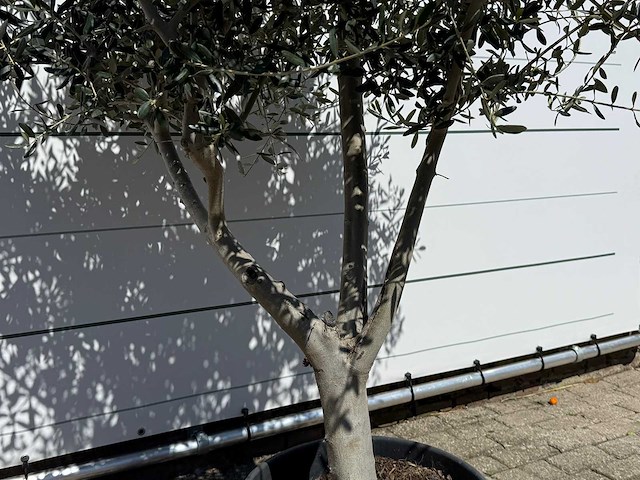 Olijfboom andalucia l - olea europaea - ca. 50 jaar oud - hoogte ca. 250 cm - afbeelding 6 van  7