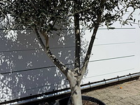Olijfboom andalucia l - olea europaea - ca. 50 jaar oud - hoogte ca. 250 cm - afbeelding 6 van  7