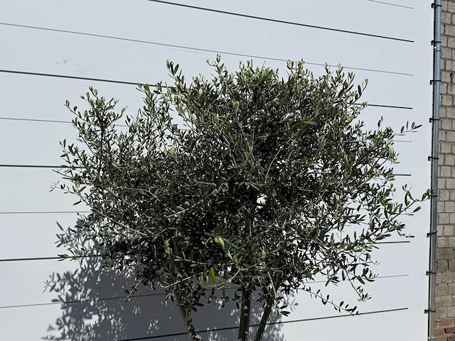Olijfboom andalucia l - olea europaea - ca. 50 jaar oud - hoogte ca. 250 cm - afbeelding 7 van  7