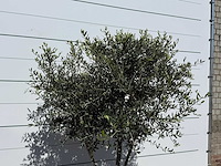 Olijfboom andalucia l - olea europaea - ca. 50 jaar oud - hoogte ca. 250 cm - afbeelding 7 van  7