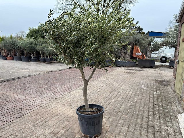 Olijfboom andalucia l - olea europaea - ca. 50 jaar oud - hoogte ca. 250 cm - afbeelding 5 van  7