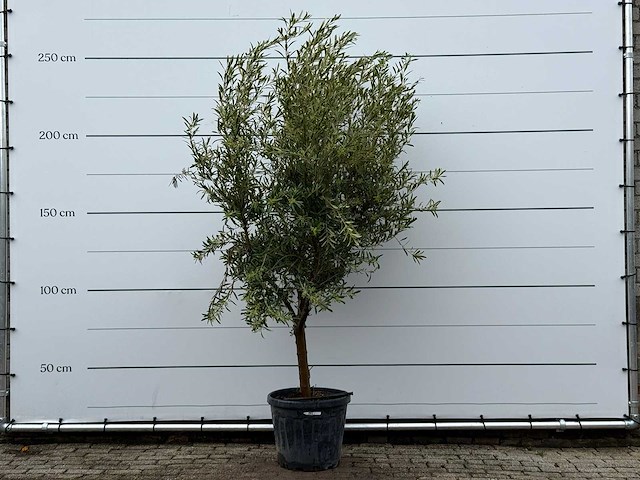 Olijfboom andalucia l - olea europaea - ca. 50 jaar oud - hoogte ca. 250 cm - afbeelding 1 van  5