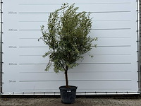 Olijfboom andalucia l - olea europaea - ca. 50 jaar oud - hoogte ca. 250 cm - afbeelding 1 van  5