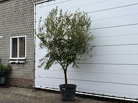 Olijfboom andalucia l - olea europaea - ca. 50 jaar oud - hoogte ca. 250 cm - afbeelding 2 van  5