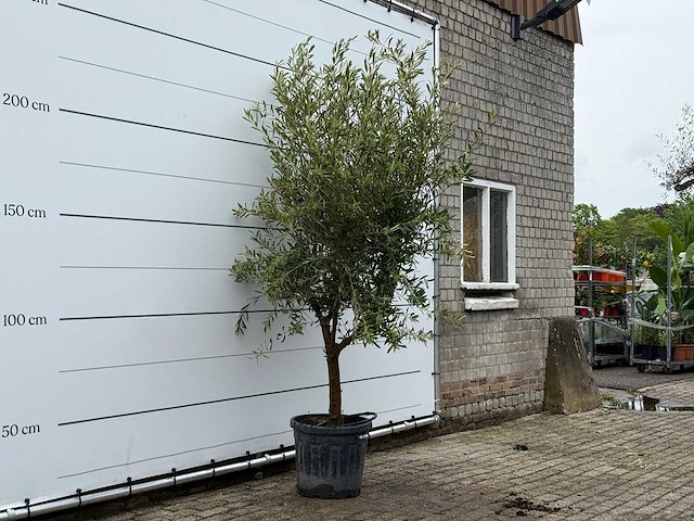 Olijfboom andalucia l - olea europaea - ca. 50 jaar oud - hoogte ca. 250 cm - afbeelding 3 van  5