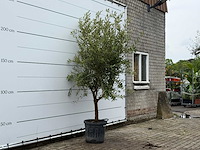 Olijfboom andalucia l - olea europaea - ca. 50 jaar oud - hoogte ca. 250 cm - afbeelding 3 van  5