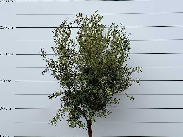 Olijfboom andalucia l - olea europaea - ca. 50 jaar oud - hoogte ca. 250 cm - afbeelding 4 van  5
