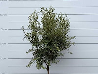 Olijfboom andalucia l - olea europaea - ca. 50 jaar oud - hoogte ca. 250 cm - afbeelding 4 van  5