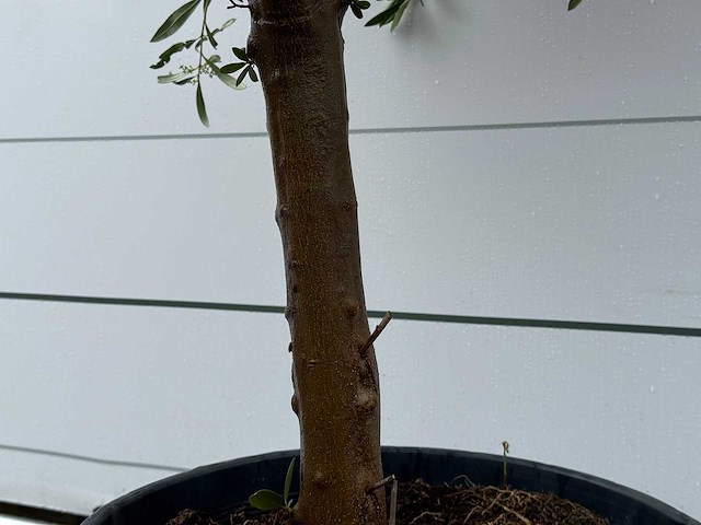 Olijfboom andalucia l - olea europaea - ca. 50 jaar oud - hoogte ca. 250 cm - afbeelding 5 van  5
