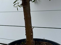 Olijfboom andalucia l - olea europaea - ca. 50 jaar oud - hoogte ca. 250 cm - afbeelding 5 van  5