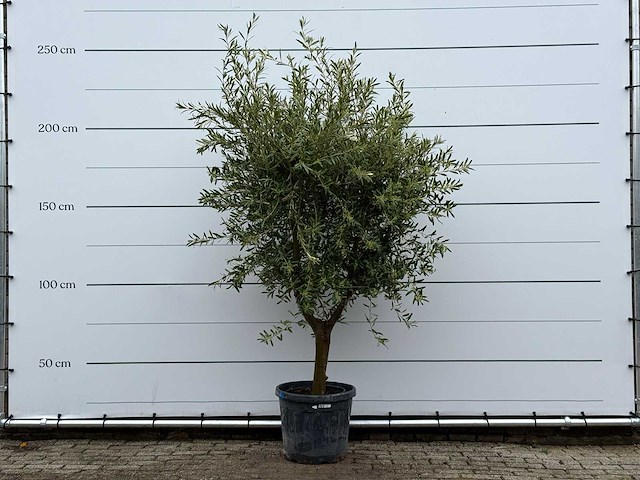 Olijfboom andalucia l - olea europaea - ca. 50 jaar oud - hoogte ca. 250 cm - afbeelding 1 van  5