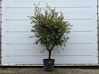 Olijfboom andalucia l - olea europaea - ca. 50 jaar oud - hoogte ca. 250 cm - afbeelding 1 van  5
