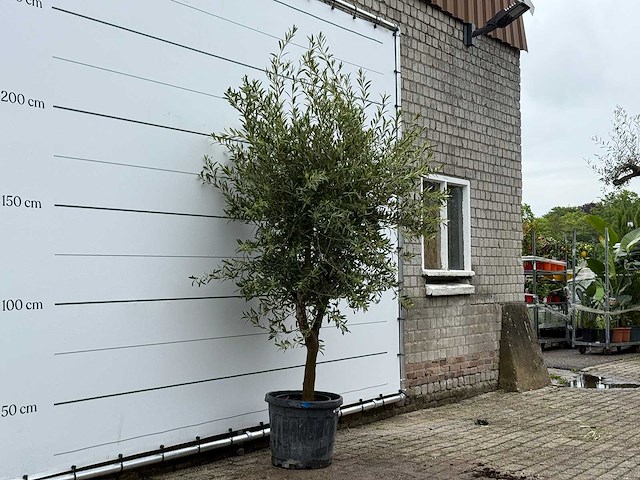 Olijfboom andalucia l - olea europaea - ca. 50 jaar oud - hoogte ca. 250 cm - afbeelding 2 van  5