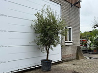 Olijfboom andalucia l - olea europaea - ca. 50 jaar oud - hoogte ca. 250 cm - afbeelding 2 van  5