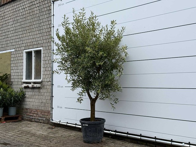 Olijfboom andalucia l - olea europaea - ca. 50 jaar oud - hoogte ca. 250 cm - afbeelding 3 van  5