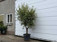 Olijfboom andalucia l - olea europaea - ca. 50 jaar oud - hoogte ca. 250 cm - afbeelding 3 van  5