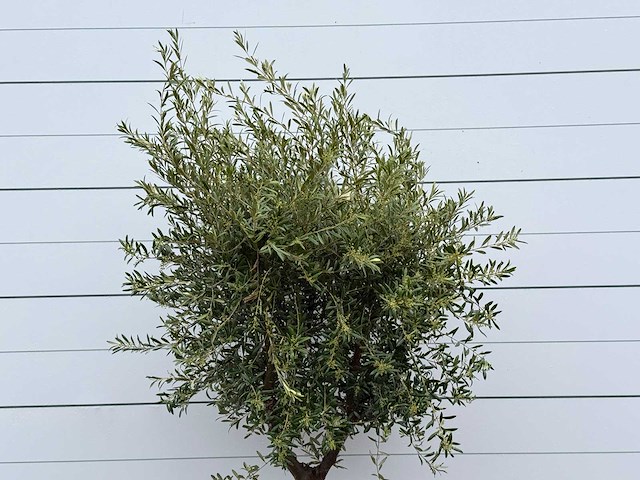 Olijfboom andalucia l - olea europaea - ca. 50 jaar oud - hoogte ca. 250 cm - afbeelding 4 van  5
